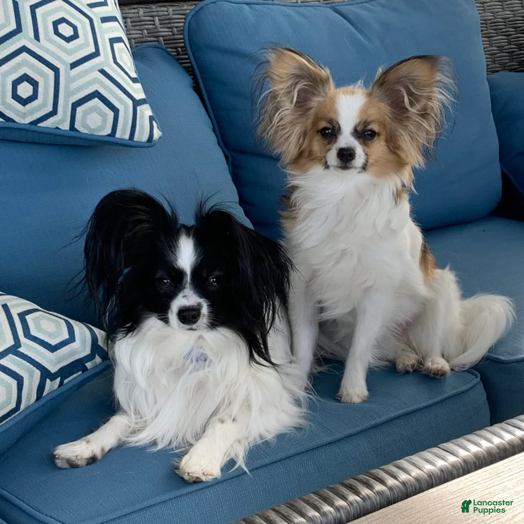 Gallery Image {{count}}