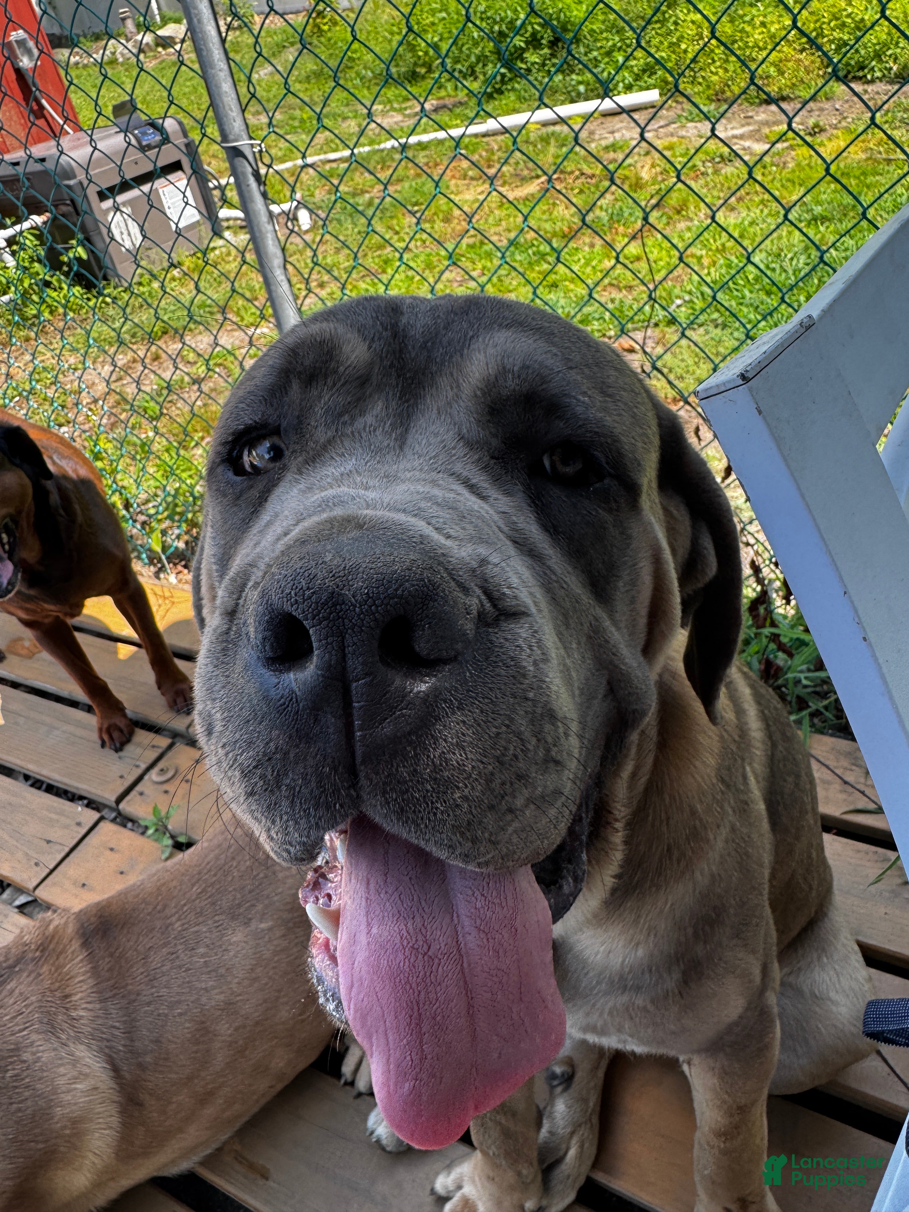 Cane Corso dogs Junior Vicenzo - Ad 35