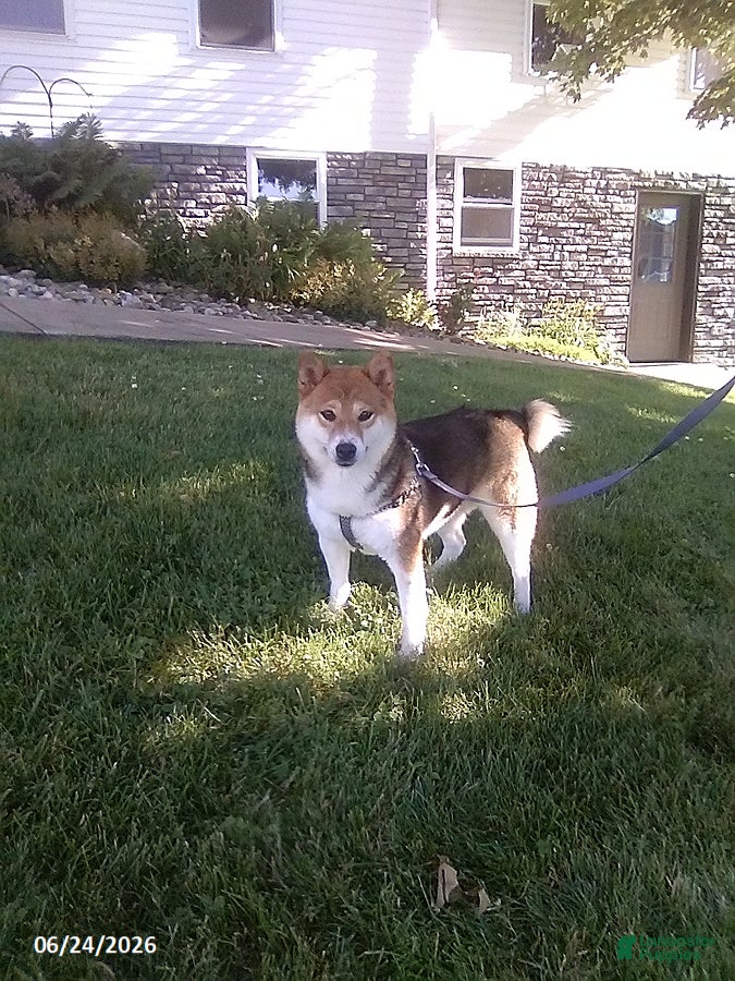 Shiba Inu dogs Sherri - Ad 1