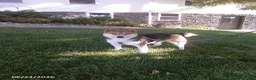 Shiba Inu dogs for sale: Sherri - Ad 1