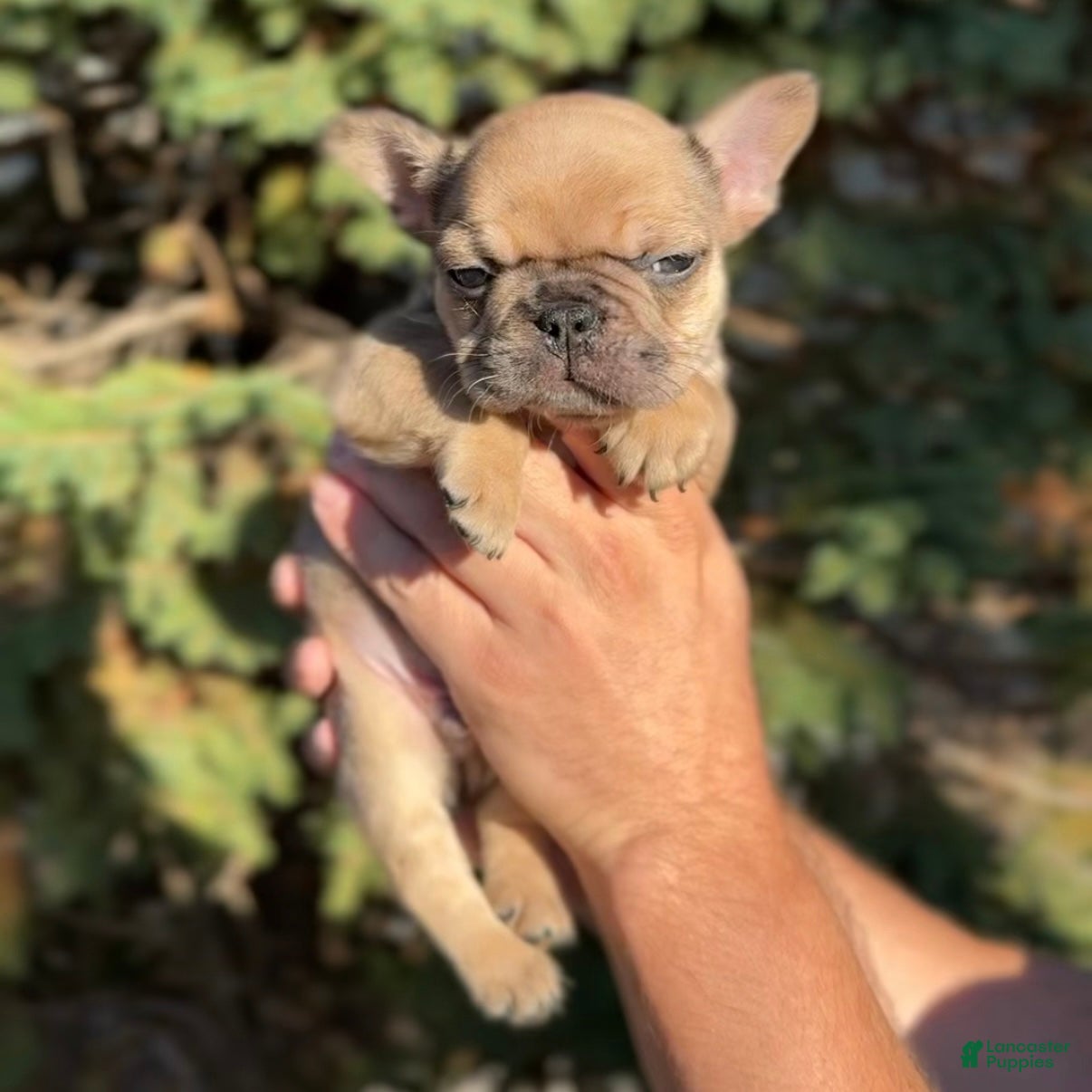 French Bulldog dogs French Bulldog Alvin - Ad 33