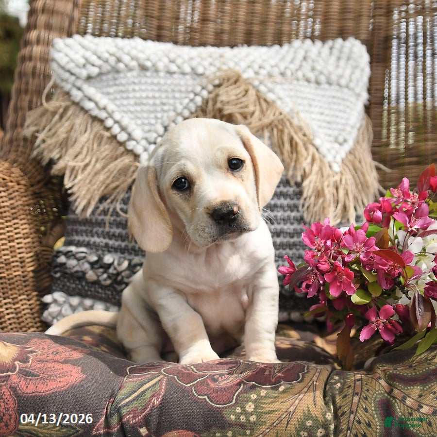 Mixed Breed dogs Popcorn - Ad 1