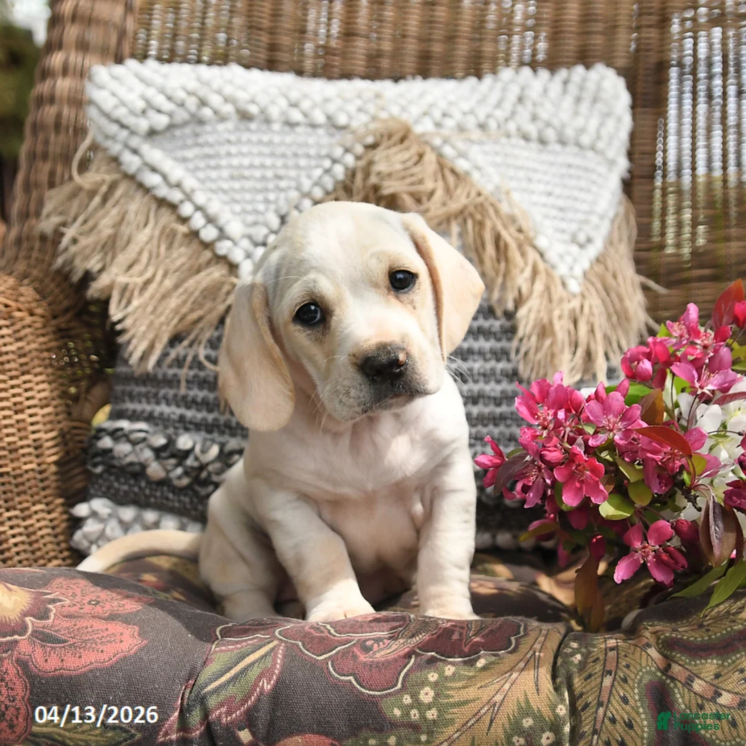 Mixed Breed dogs for sale: Popcorn - Ad 1