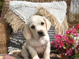 Mixed Breed dogs for sale: Popcorn - Ad 2