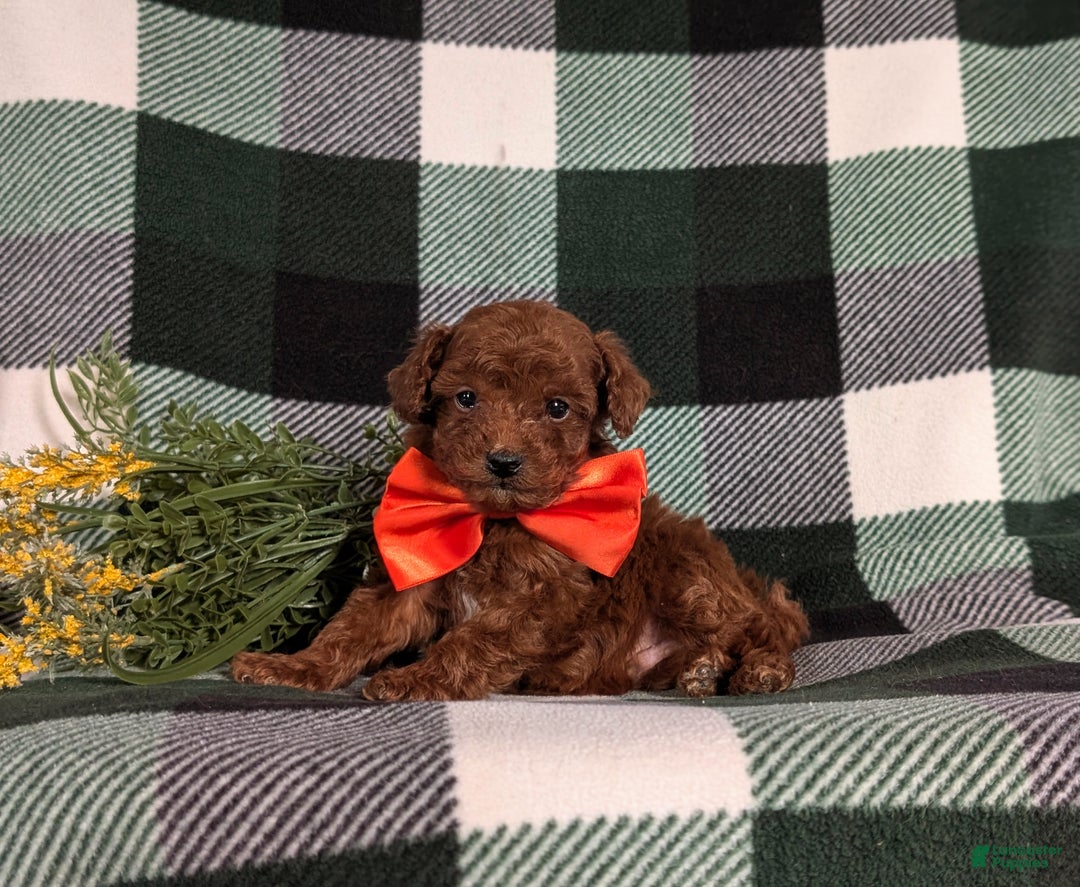 Toy Poodle dogs for sale: Cruz - Ad 5