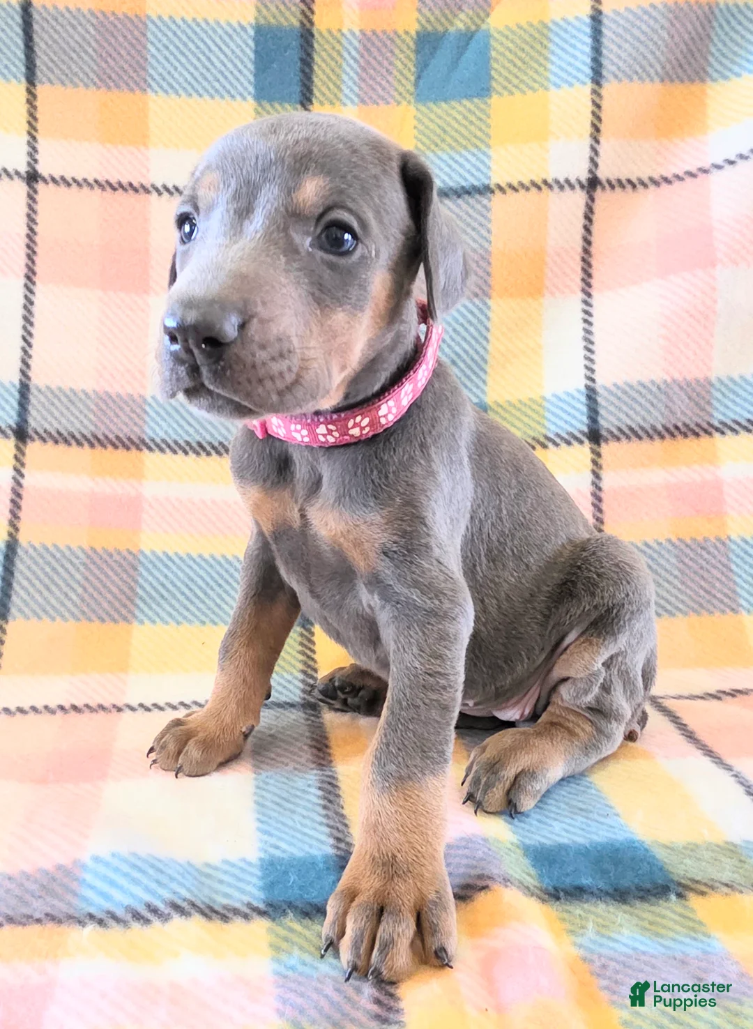 Doberman Pinscher dogs for sale: Doberman Pinscher Puppy 7 - Ad 2
