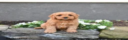 Cavapoo dogs for sale: Ernie - Ad 4