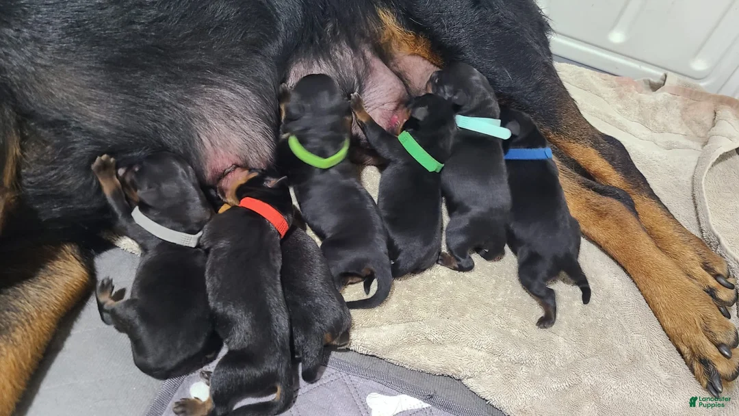 Gallery Image {{count}}