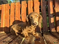 Miniature Dachshund dogs Jed - Ad 28