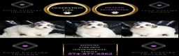 Mini Goldendoodle dogs for sale: Hannah - Ad 3