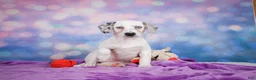 Mixed Breed dogs for sale: Lizzy - Ad 5
