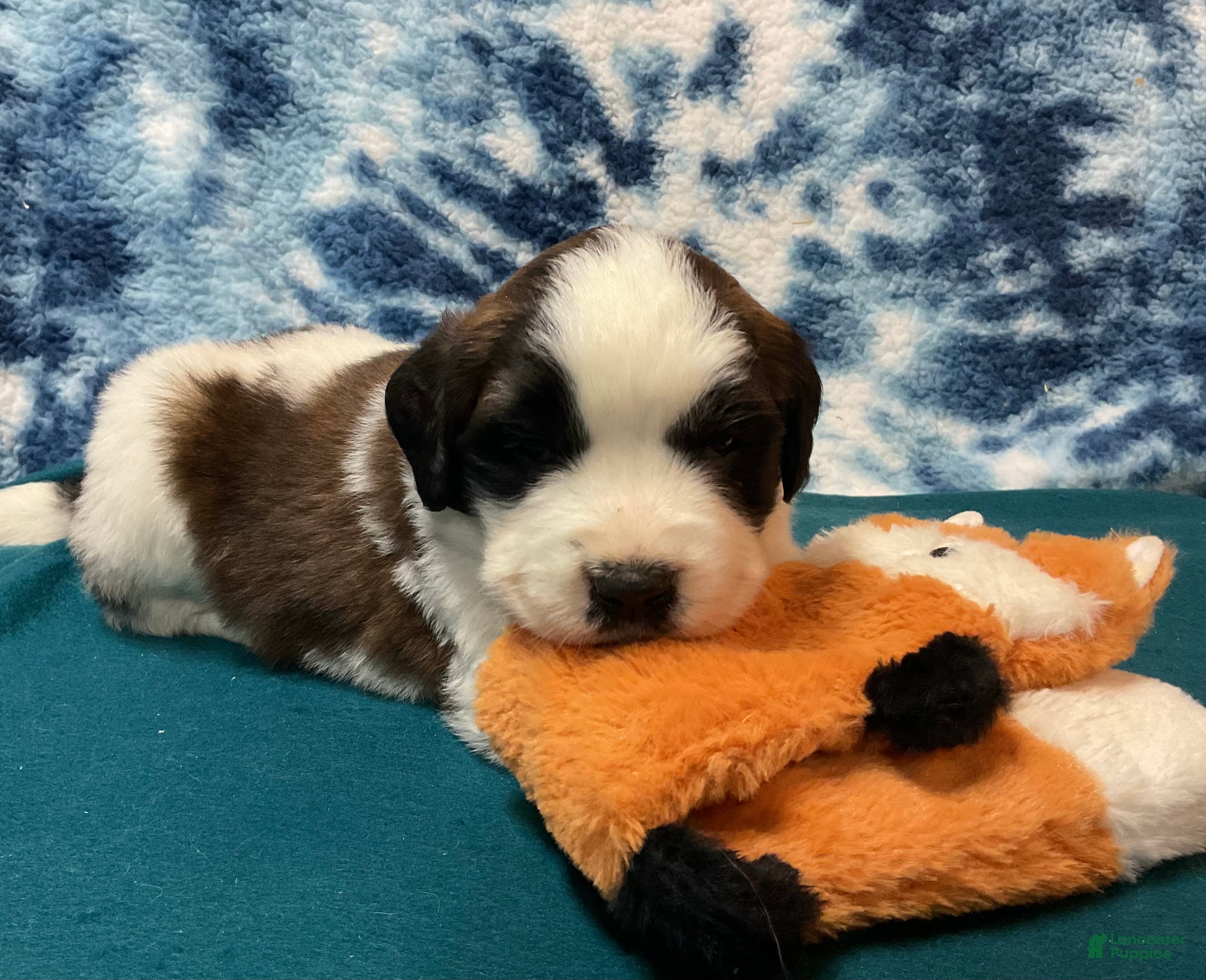 Saint Bernard dogs Saint Bernard Puppy 7 - Ad 1