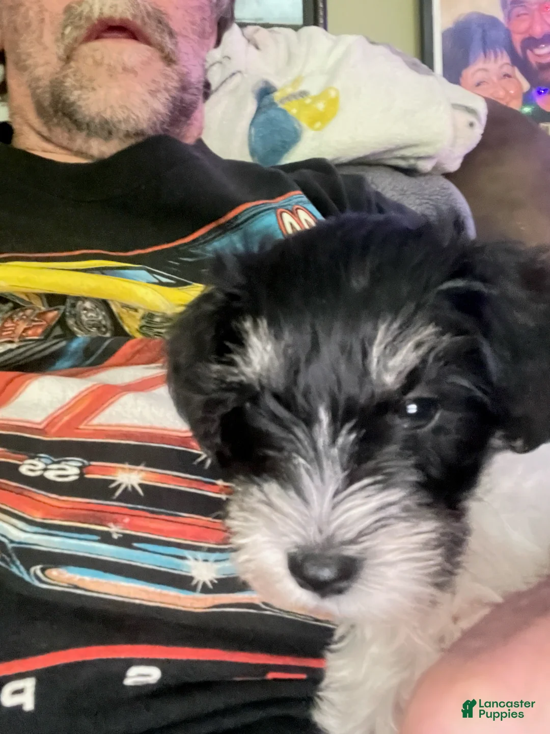 Miniature Schnauzer dogs for sale: Miniature Schnauzer Lucy  - Ad 13