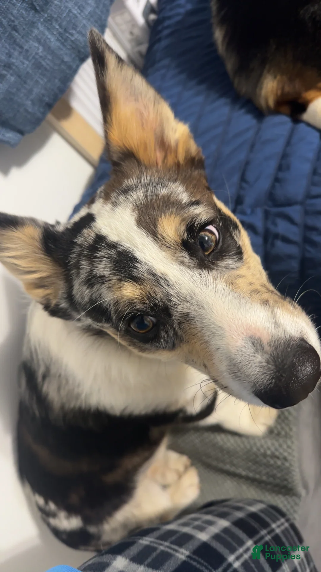 Welsh Corgi Pembroke dogs for sale: Welsh Corgi Pembroke Puppy 1 - Ad 2