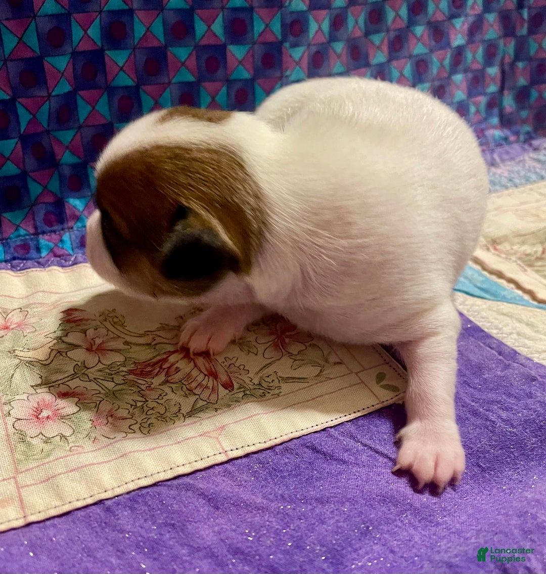 Chihuahua dogs for sale: Lucille - Ad 17