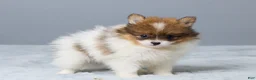 Pomeranian dogs for sale: Lyle - Ad 4