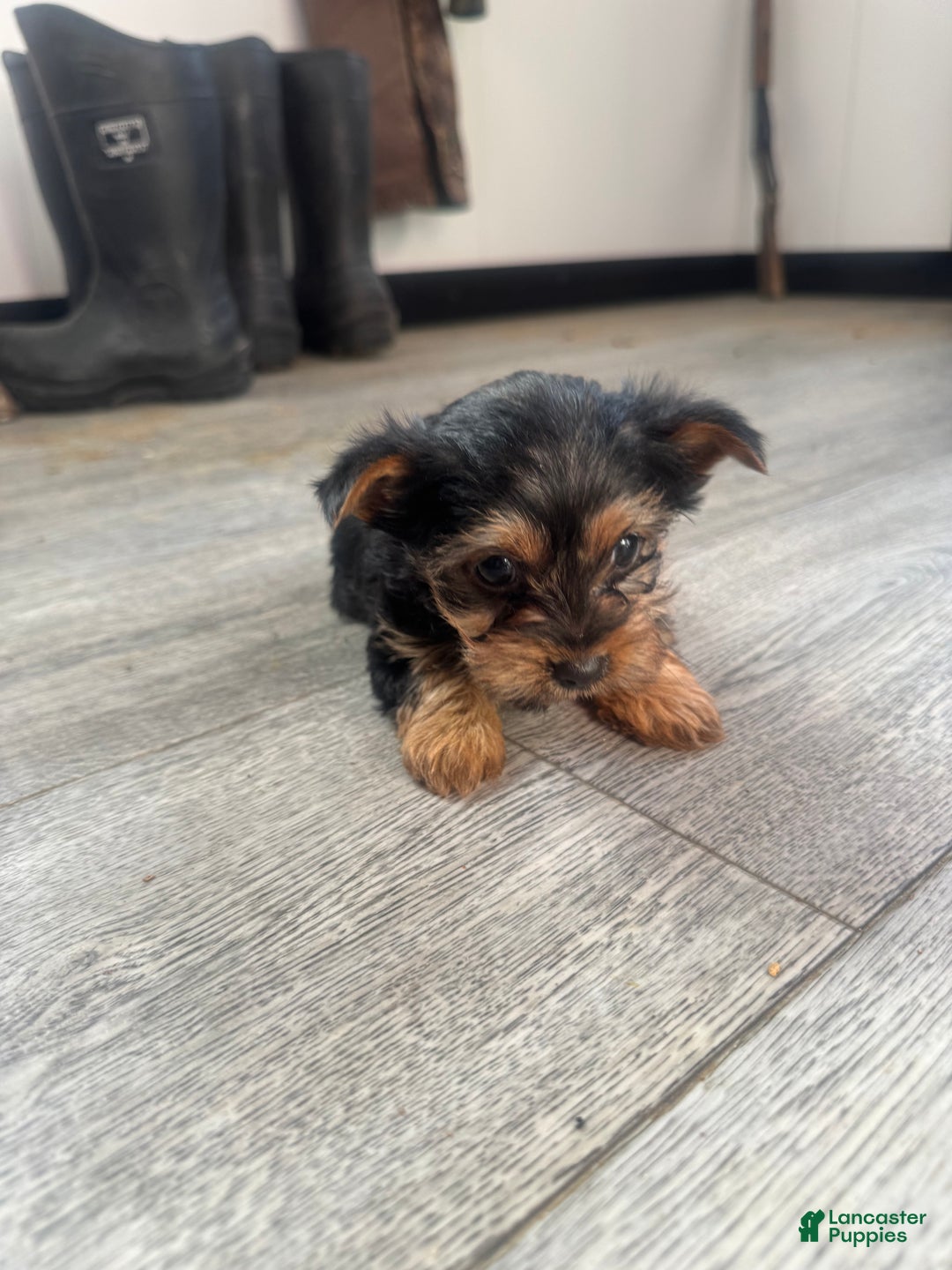 Yorkshire Terrier dogs for sale: Tiny - Ad 3
