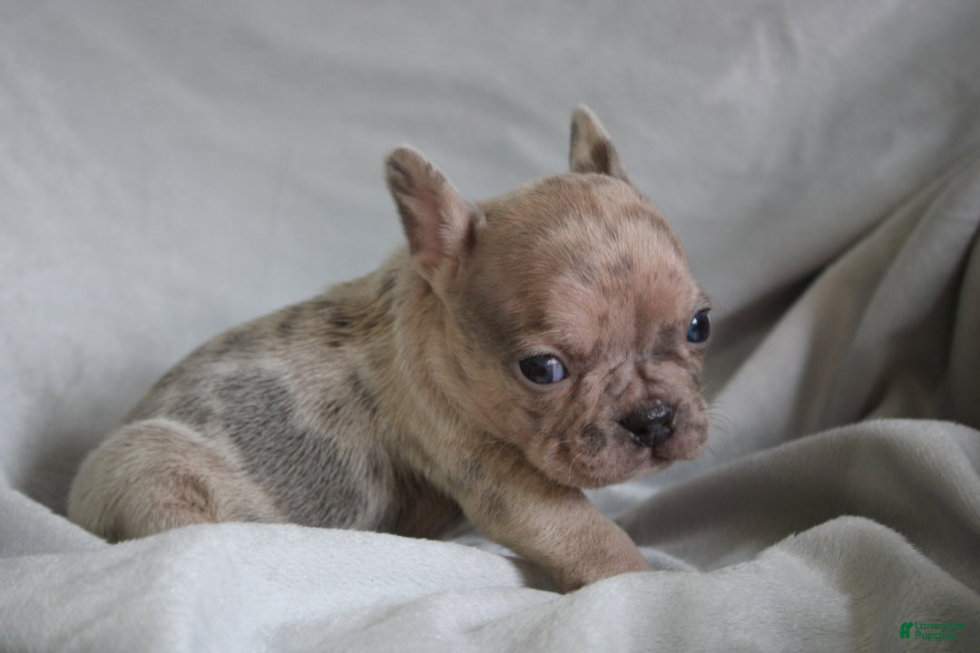 French Bulldog dogs for sale: HECTOR - Ad 3