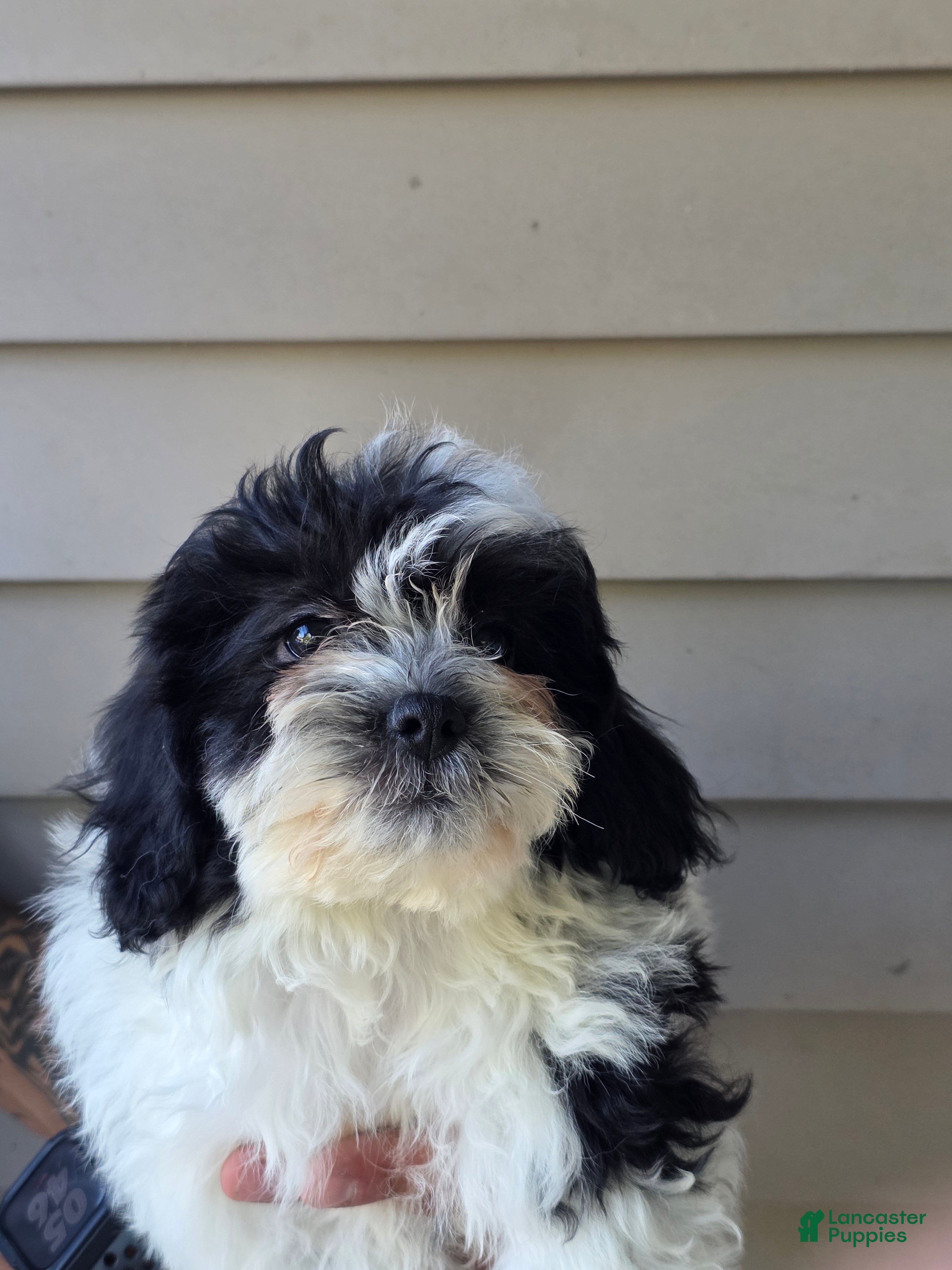 Teddy Bear dogs Jill - Ad 1