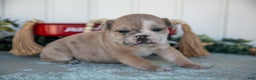 Mixed Breed dogs for sale: Travis - Ad 2