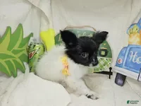 Papillon dogs Valentia (T-cup) - Ad 10