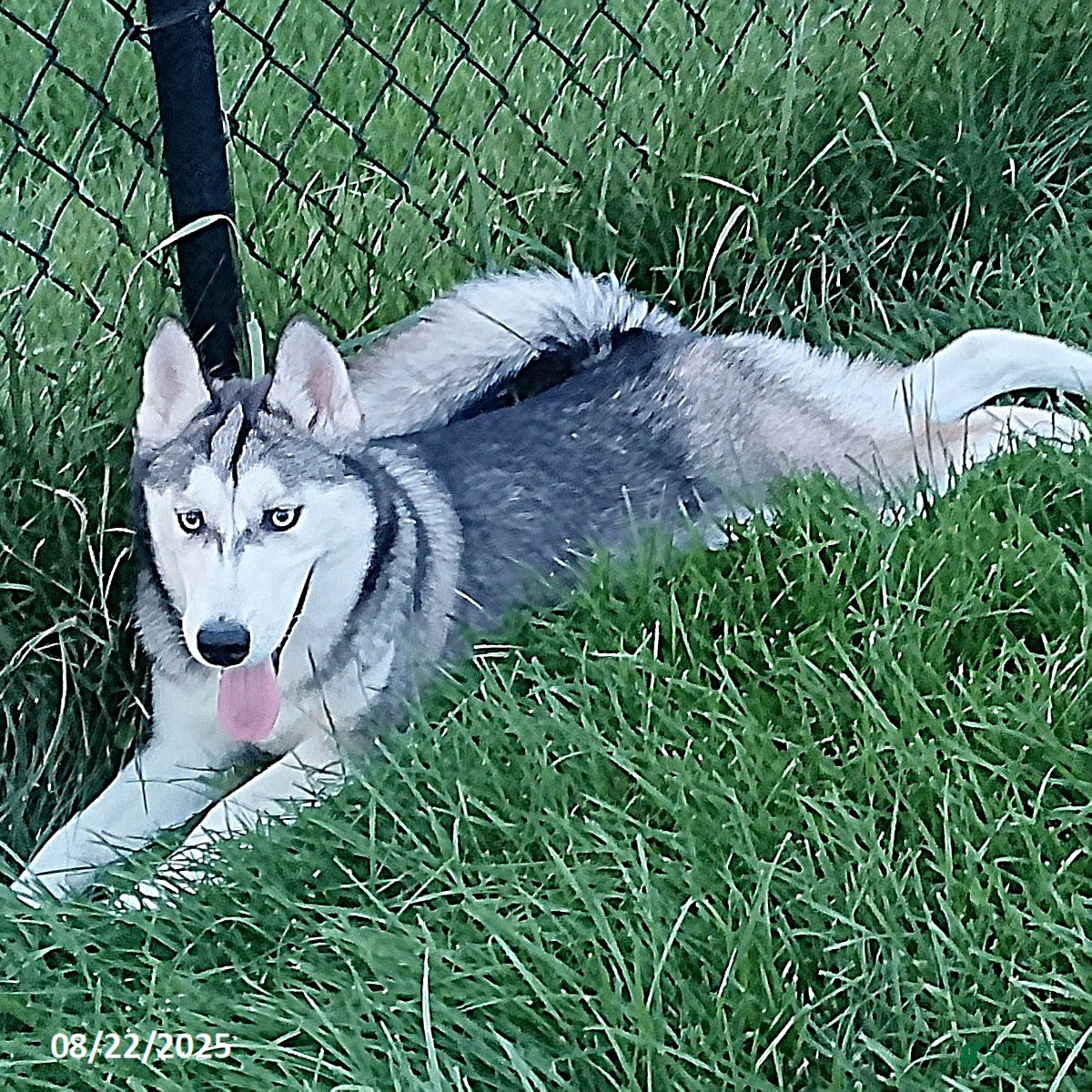Husky Dog Month Siberia Siberian Husky Puppies For Sale Lancaster