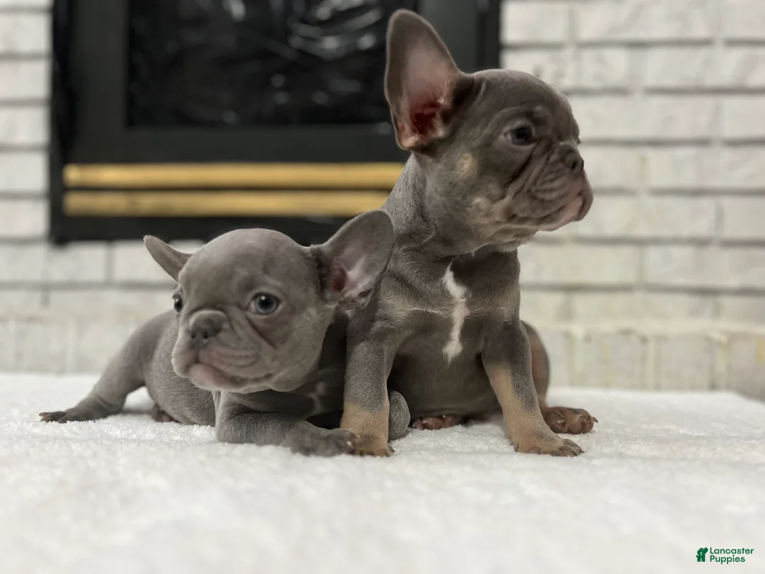 French Bulldog dogs for sale: Jethro - Ad 1