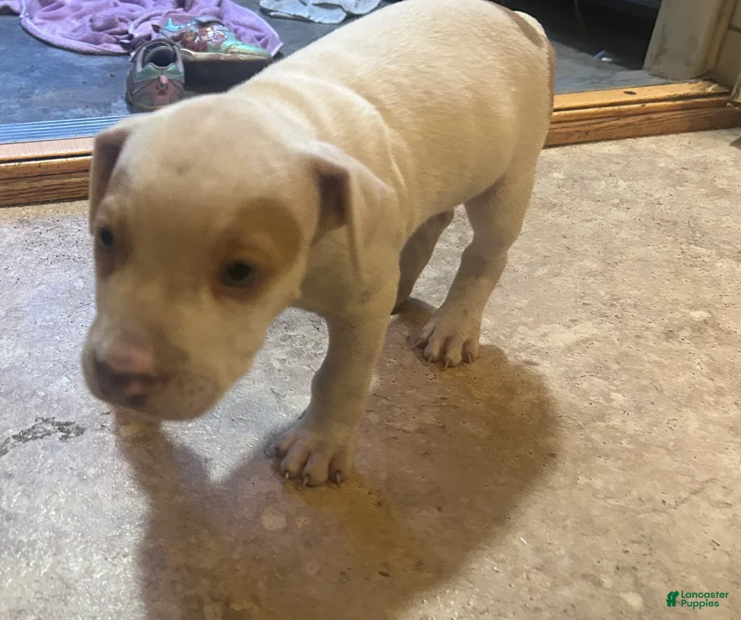 American Pit Bull Terrier dogs for sale: American Pit Bull Terrier 6 - Ad 1