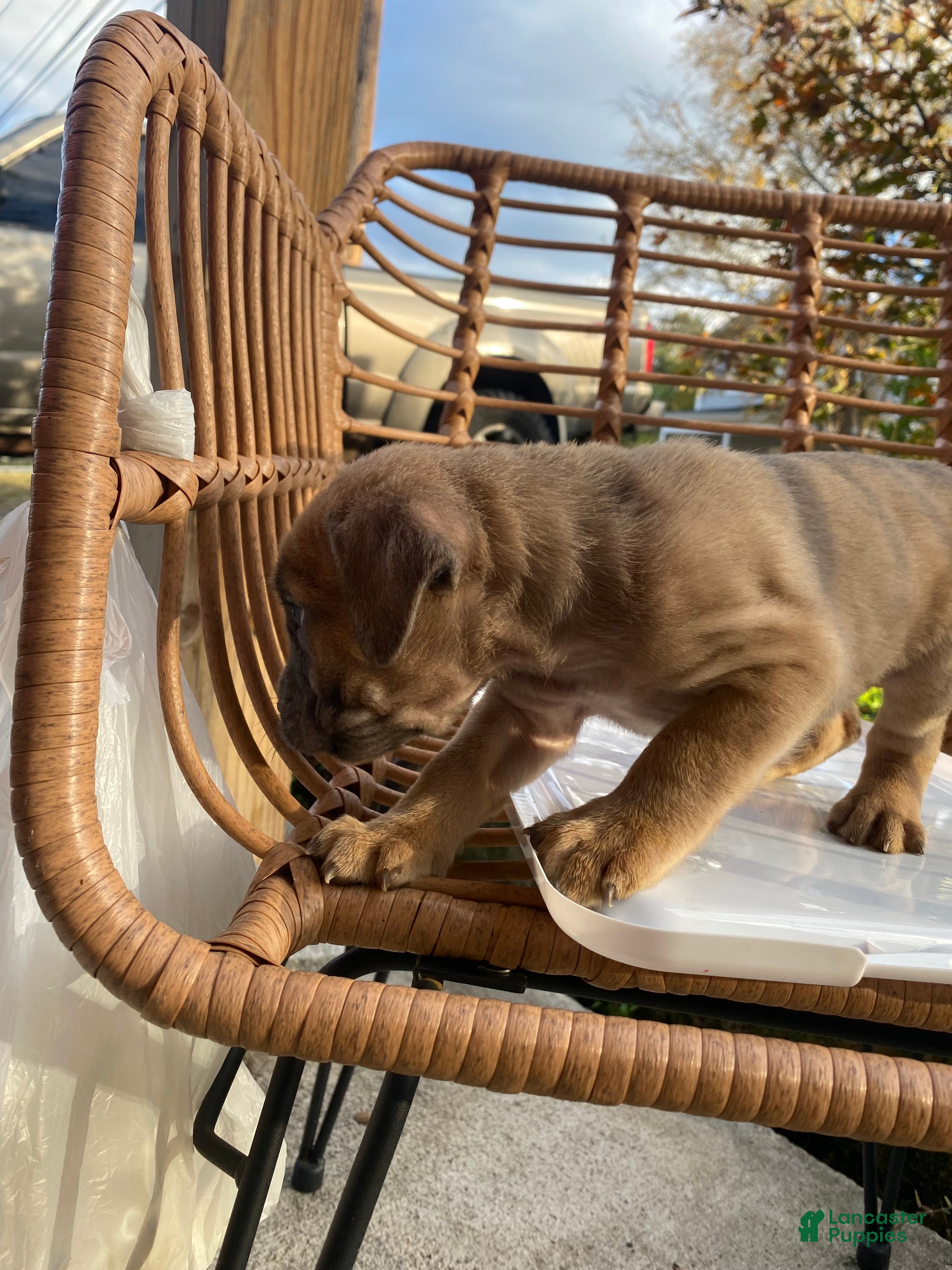 Cane Corso dogs Cane Corso Puppy 3 - Ad 15