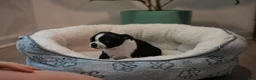 Boston Terrier dogs for sale: Blackberry - Ad 7