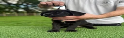 Cane Corso dogs for sale: BONNIE - Ad 1