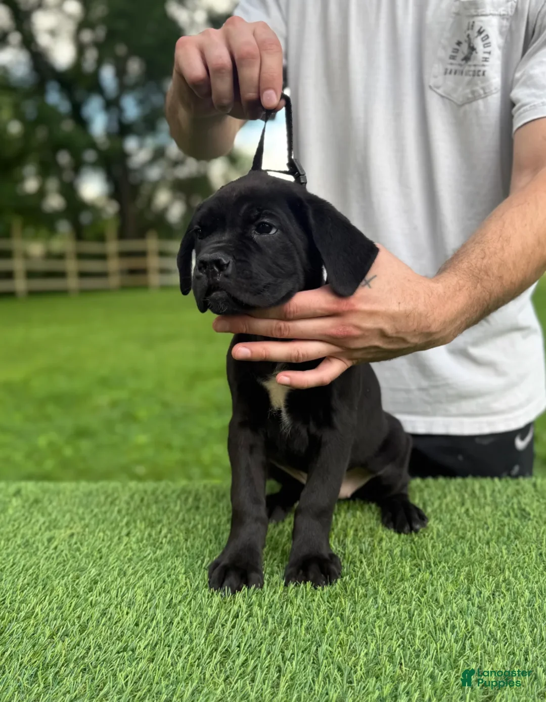Cane Corso dogs for sale: BONNIE - Ad 1