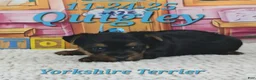 Yorkshire Terrier dogs for sale: Quigley - Ad 3