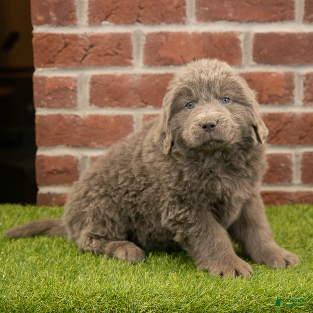 Newfoundland dogs for sale: Betty - Ad 1