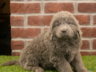 Newfoundland dogs Betty - Ad 33