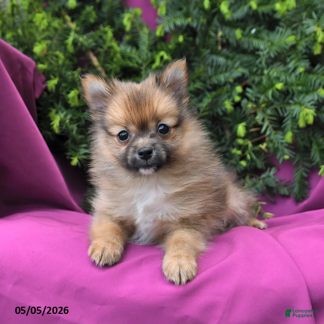 Pomeranian dogs for sale: Tinker Extra Small - Ad 1