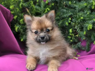 Pomeranian dogs for sale: Tinker Extra Small - Ad 3