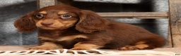 Miniature Dachshund dogs for sale: Freddy - Ad 3