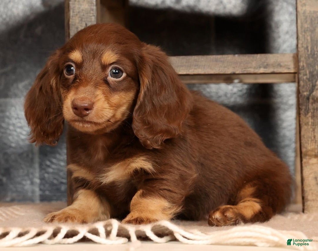 Miniature Dachshund dogs for sale: Freddy - Ad 3