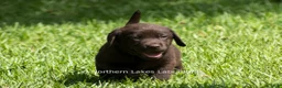 Labrador Retriever dogs for sale: Ezra - Ad 6