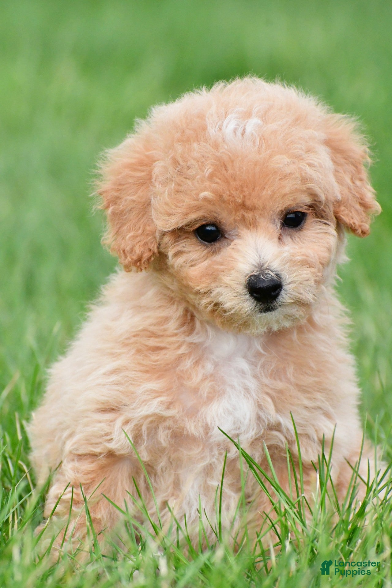 Bichpoo dogs lucy - Ad 2