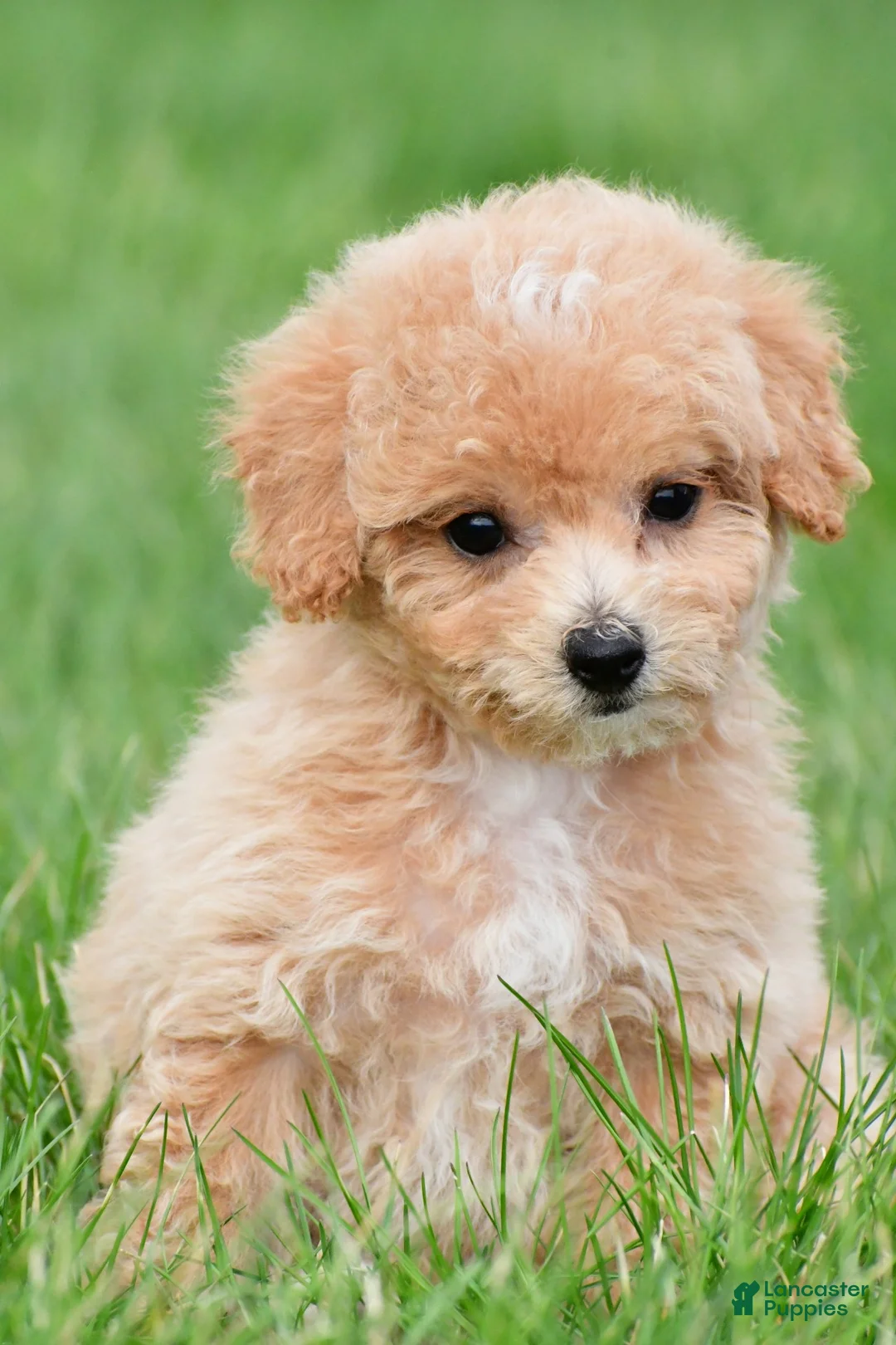 Bichpoo dogs for sale: lucy - Ad 2