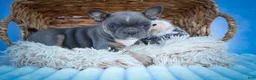 Frenchton dogs for sale: Poppy  - Ad 8