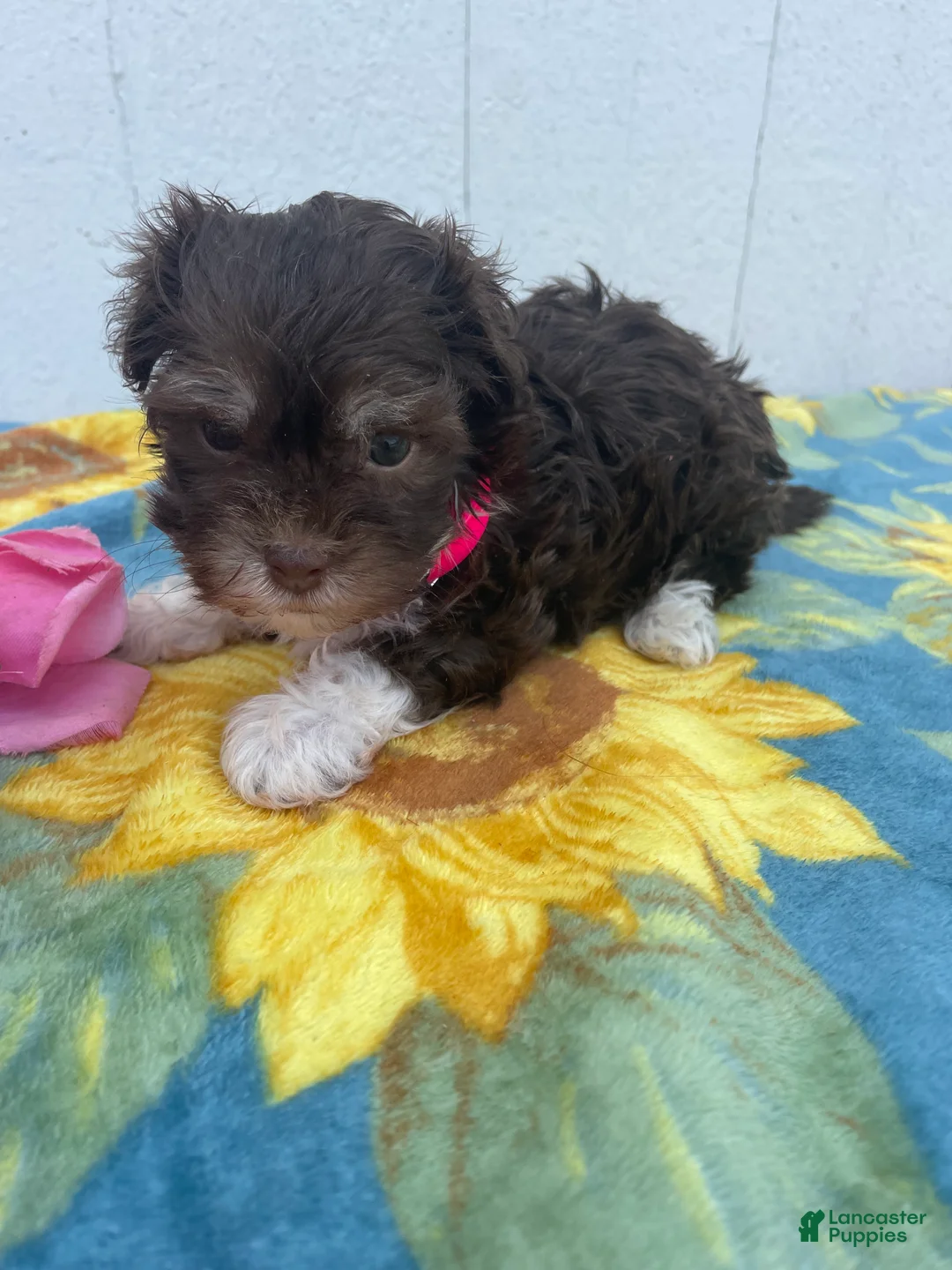 Havanese dogs for sale: Cuddles - Ad 4