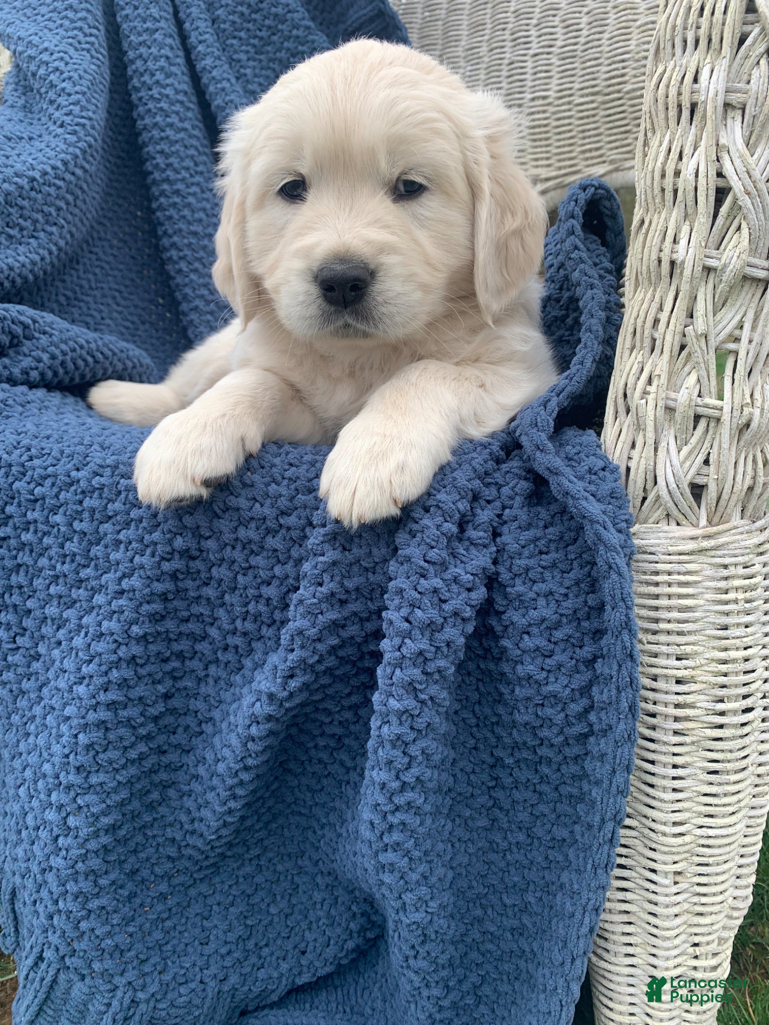 Golden Retriever dogs for sale: AKC Golden Retriever Puppy 5 - Ad 2