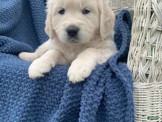 Golden Retriever dogs for sale: AKC Golden Retriever Puppy 5 - Ad 2