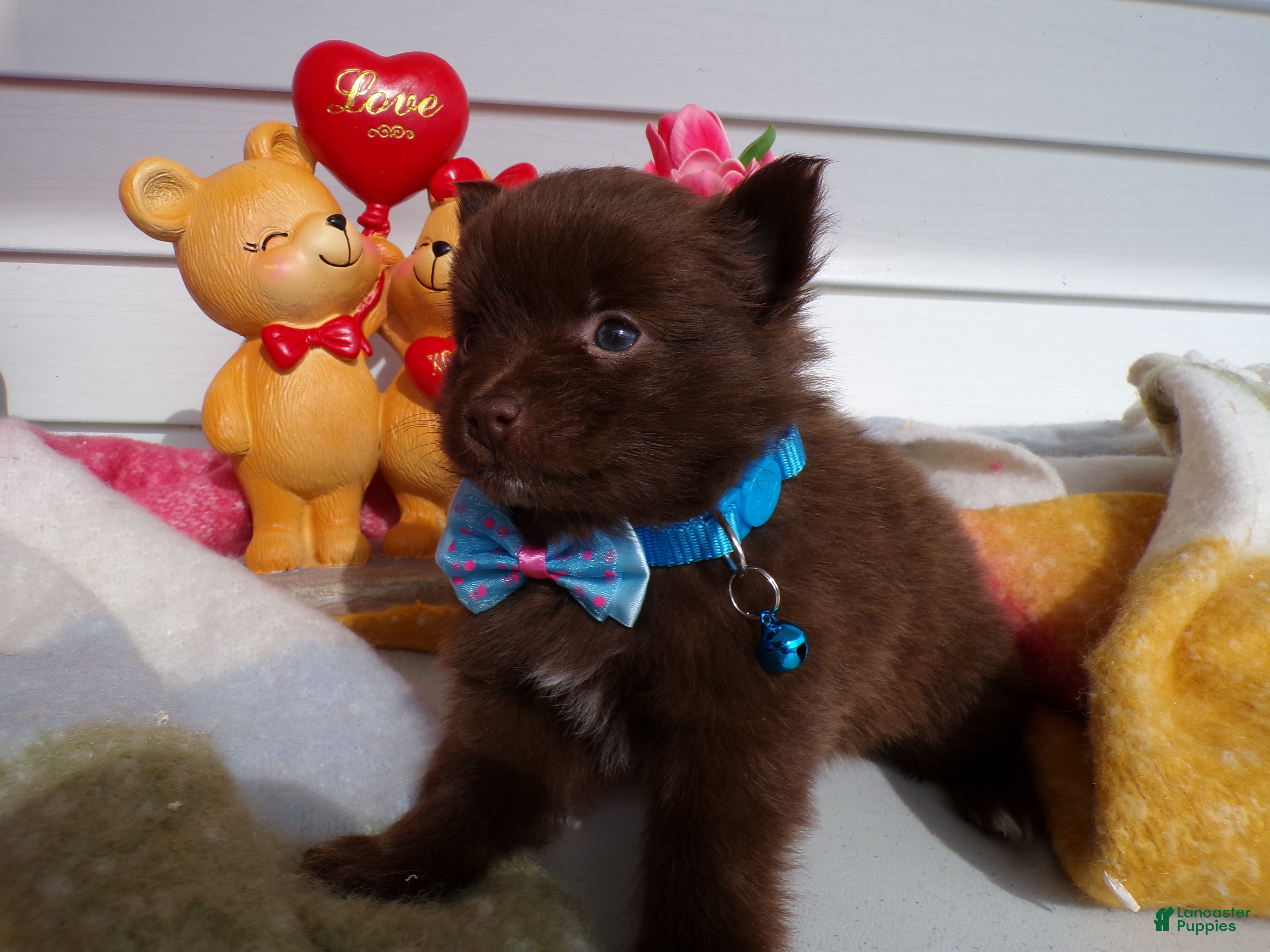 Pomeranian dogs Pomeranian Puppy 1 Browney - Ad 34