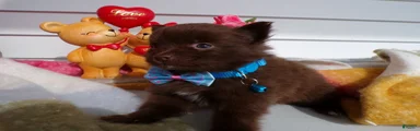 Pomeranian Puppy 1 Browney