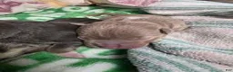 American Bully dogs for sale: Marina - Ad 14