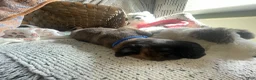 Mixed Breed dogs for sale: Blue - Ad 3